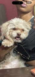 Lost Male Dog last seen He boarded the Q-114 at the bus stop across the street from the McDonald’s on Mott ave , Queens, NY 11559