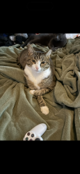 Lost Male Cat last seen Cross section of Dixie Dr. and Red Rock Rd., Blanchard, OK 73010