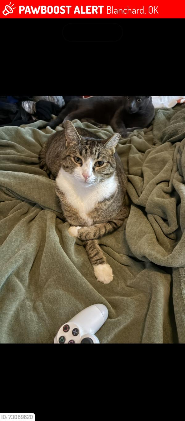 Lost Male Cat last seen Cross section of Dixie Dr. and Red Rock Rd., Blanchard, OK 73010