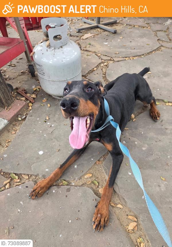 Found/Stray Female Dog last seen Carbon Canyon Rd on S curve CHINO HILLS CA, Chino Hills, CA 91709