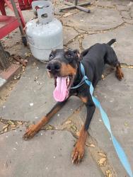 Found/Stray Female Dog last seen Carbon Canyon Rd on S curve CHINO HILLS CA, Chino Hills, CA 91709
