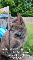 Reunited Female Cat last seen Beechgrove neighborhood , Independence, KY 41051