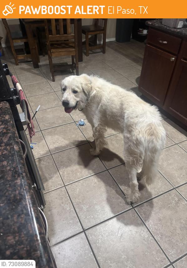 Found/Stray Male Dog last seen Rich Beem and Zaragoza, El Paso, TX 79938