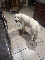 Found/Stray Male Dog last seen Rich Beem and Zaragoza, El Paso, TX 79938
