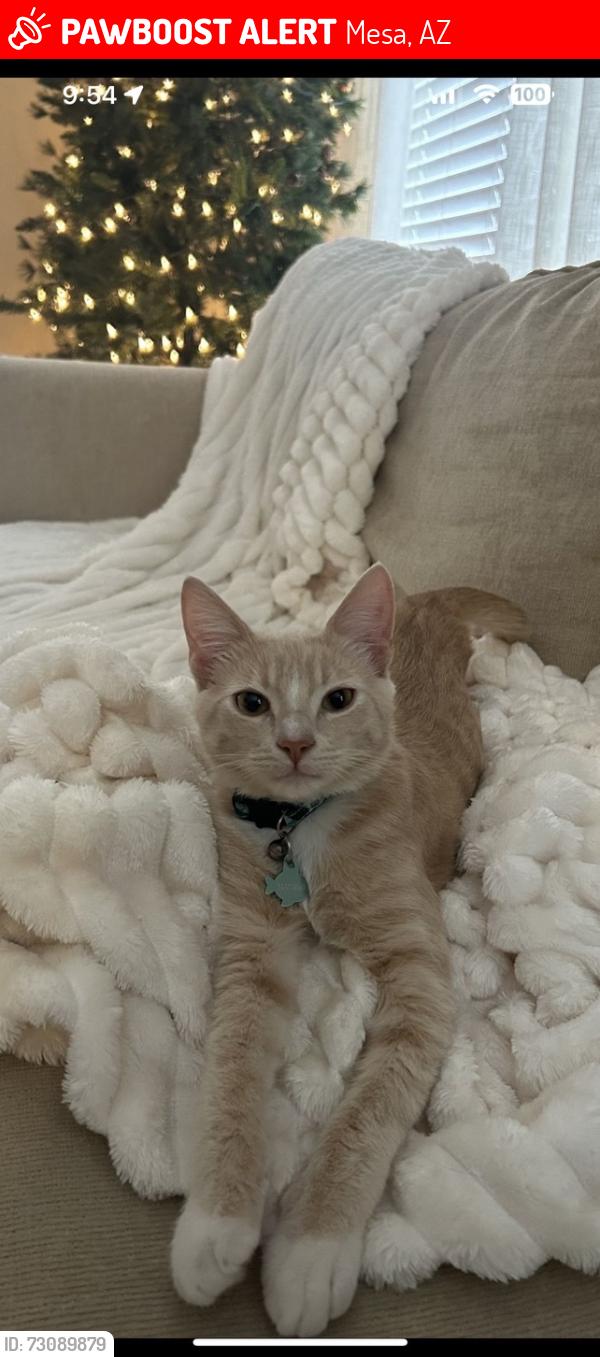 Lost Male Cat last seen Signal Butte and Ray Rd, Mesa, AZ 85212