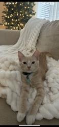 Lost Male Cat last seen Signal Butte and Ray Rd, Mesa, AZ 85212