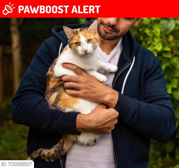 Lost Female Cat last seen Kiln Drive, Nottinghamshire, England LE12 5EZ