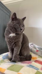 Lost Male Cat last seen 67th and Harvard, Tulsa, OK 74136
