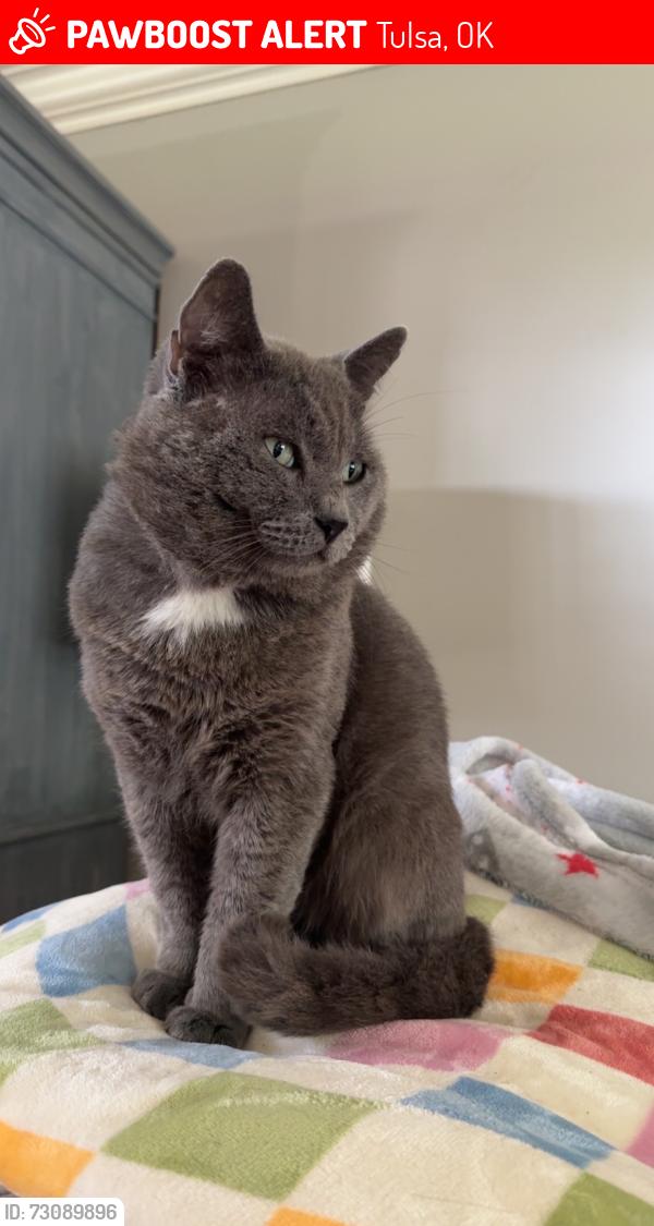 Lost Male Cat last seen 67th and Harvard, Tulsa, OK 74136