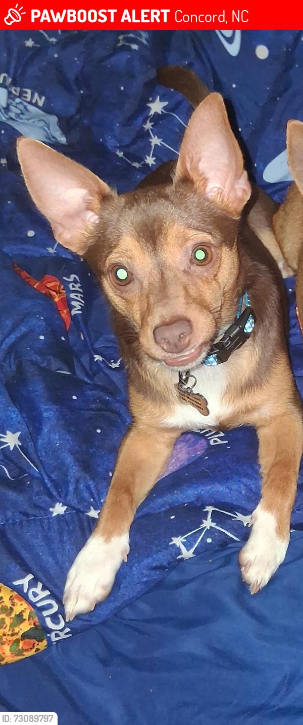Lost Male Dog last seen apmts by the speedway or the parking lot of the Jersey Mike's off of N. Tyron, Concord, NC 28025