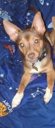 Lost Male Dog last seen apmts by the speedway or the parking lot of the Jersey Mike's off of N. Tyron, Concord, NC 28025