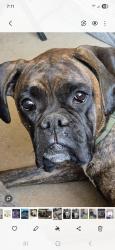 Lost Female Dog last seen 151st Ave & 49th St., Vancouver, WA 98682
