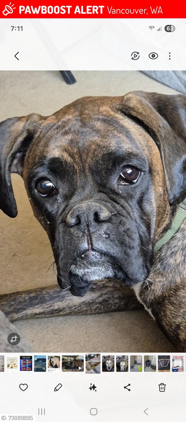 Lost Female Dog last seen 151st Ave & 49th St., Vancouver, WA 98682