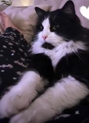 Lost Male Cat last seen Avenue royale, Québec, QC G1E 5R2