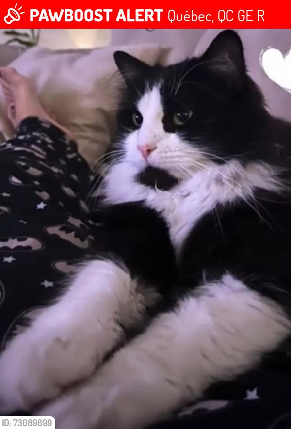 Lost Male Cat last seen Avenue royale, Québec, QC G1E 5R2