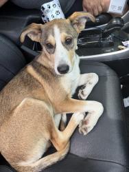 Found/Stray Male Dog last seen Azusa and arrow at the Lowe’s, Covina, CA 91722