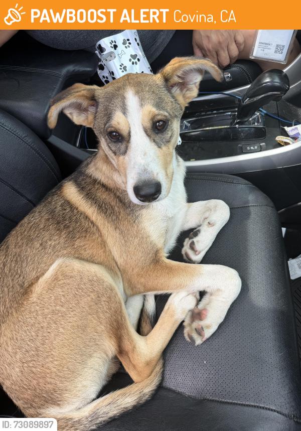 Found/Stray Male Dog last seen Azusa and arrow at the Lowe’s, Covina, CA 91722