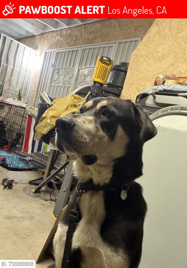 Lost Male Dog last seen hela and kagel canyon, Los Angeles, CA 91342