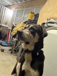 Lost Male Dog last seen hela and kagel canyon, Los Angeles, CA 91342