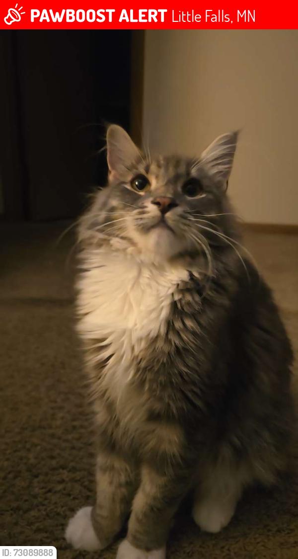 Lost Male Cat last seen Little Falls, Little Falls, MN 56345