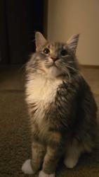 Lost Male Cat last seen Little Falls, Little Falls, MN 56345