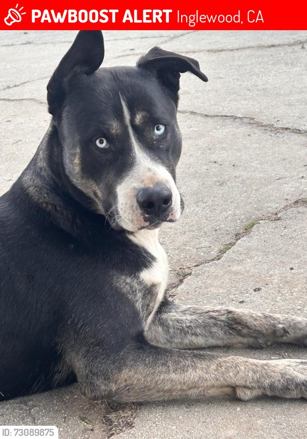 Lost Male Dog last seen Edward Vincent Park, Inglewood, CA 90302