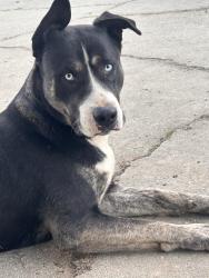 Lost Male Dog last seen Edward Vincent Park, Inglewood, CA 90302
