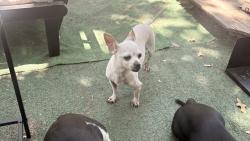Found/Stray Female Dog last seen Bamboo st., Mesquite, TX 75150