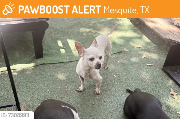 Found/Stray Female Dog last seen Bamboo st., Mesquite, TX 75150