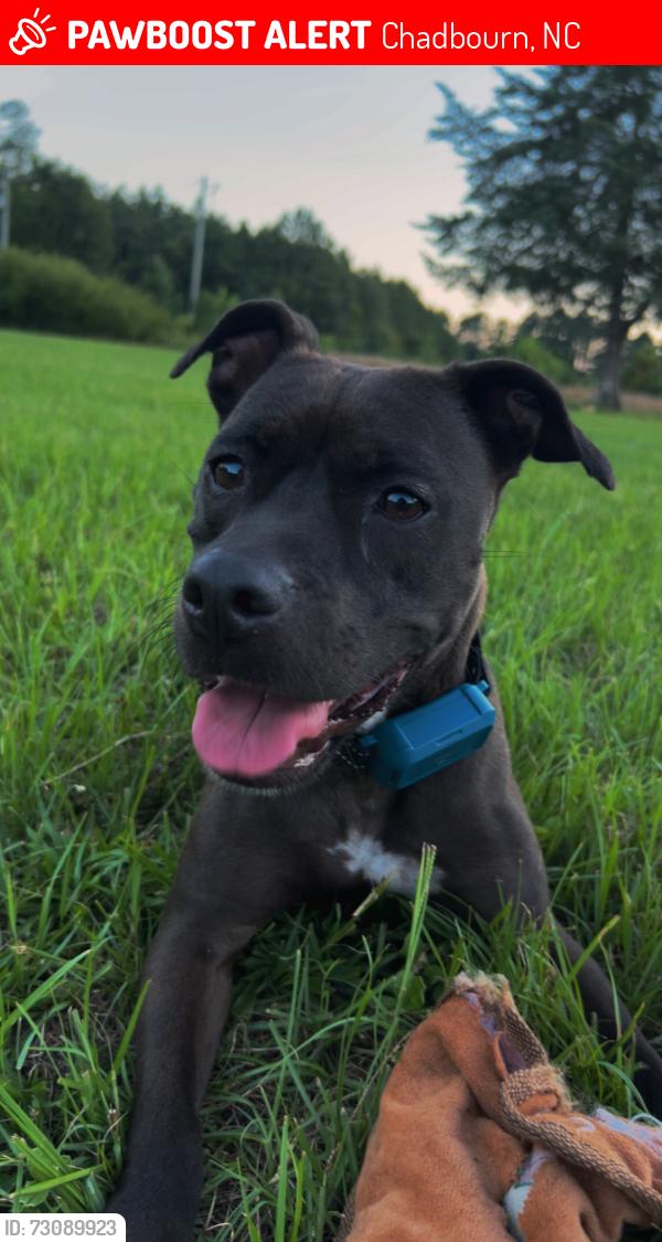 Lost Female Dog last seen Pleasant hill baptist church, Chadbourn, NC 28431