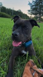 Lost Female Dog last seen Pleasant hill baptist church, Chadbourn, NC 28431