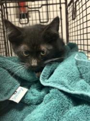 Shelter Stray Male Cat last seen , West Valley Animal Shelter, 20655 Plummer St, Chatsworth, CA 91311, USA