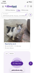 Found/Stray Male Cat last seen Corbin and Ventura blvd, Los Angeles, CA 91356