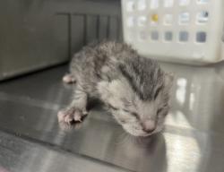 Shelter Stray Male Cat last seen RED SAGE/RED SAGE, 92618, 6443 Oak Canyon, Irvine, CA 92618, USA