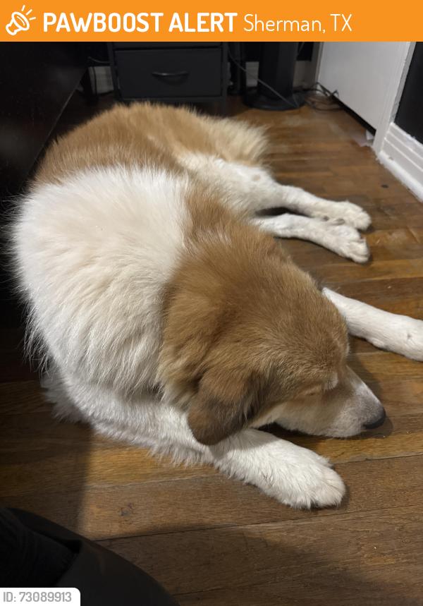 Found/Stray Male Dog last seen East Rosedale & S Hazelwood, Sherman, TX 75090