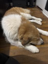 Found/Stray Male Dog last seen East Rosedale & S Hazelwood, Sherman, TX 75090