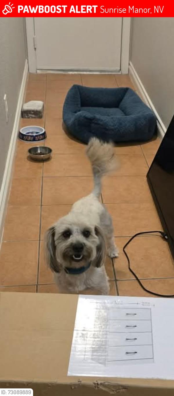 Lost Male Dog last seen Charleston and sandhill, Sunrise Manor, NV 89104