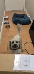Lost Male Dog last seen Charleston and sandhill, Sunrise Manor, NV 89104