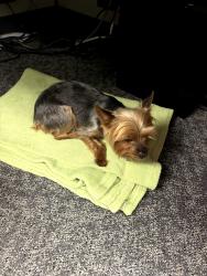 Found/Stray Unknown Dog last seen Near peck rd, el monte, El Monte, CA 91731