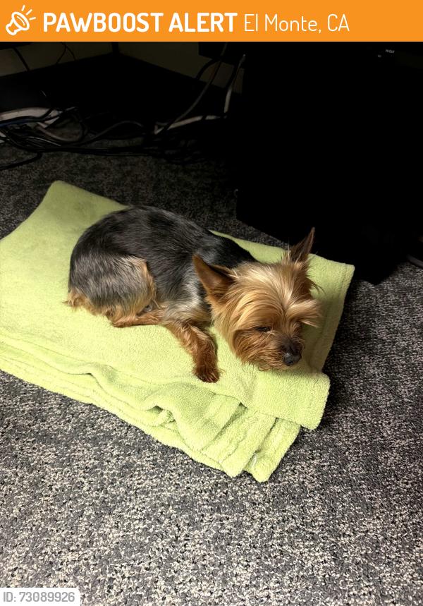 Found/Stray Unknown Dog last seen Near peck rd, el monte, El Monte, CA 91731