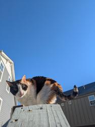 Lost Male Cat last seen Jellystone campground, Estes Park, CO 80517