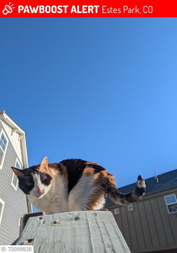 Lost Male Cat last seen Jellystone campground, Estes Park, CO 80517