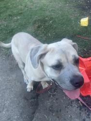 Lost Female Dog last seen Northside, Richmond, VA 23220