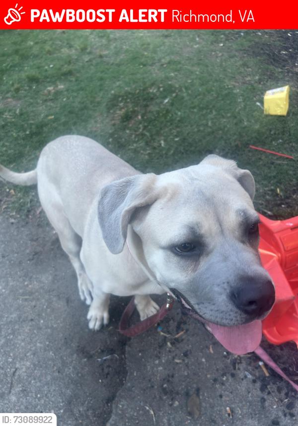 Lost Female Dog last seen Northside, Richmond, VA 23220