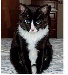 Lost Female Cat last seen Troy Homes Neighborhood, off Del Avion and del obispo, San Juan Capistrano, CA 92675