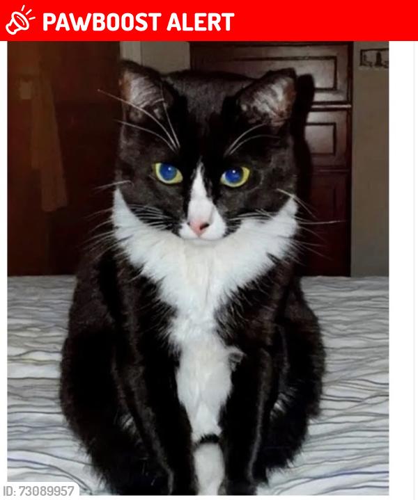 Lost Female Cat last seen Troy Homes Neighborhood, off Del Avion and del obispo, San Juan Capistrano, CA 92675