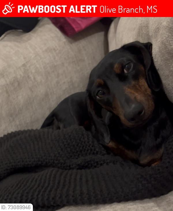 Lost Female Dog last seen Carolyn Mitchell Drive in Gwin Farms neighborhood, Olive Branch, MS 38654