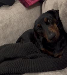 Lost Female Dog last seen Carolyn Mitchell Drive in Gwin Farms neighborhood, Olive Branch, MS 38654