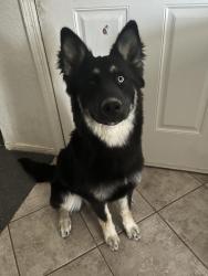 Lost Female Dog last seen San Antonio, San Antonio, TX 78207