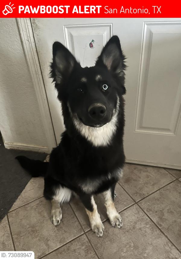Lost Female Dog last seen San Antonio, San Antonio, TX 78207